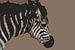 Baby zebra van De Afrika Specialist
