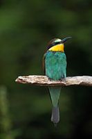 Bee-eater