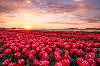 Sunrise over the tulips at Goeree Overflakkee
