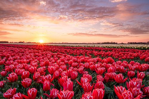 Zonsopkomst bij de tulpen op Goeree Overflakkee
