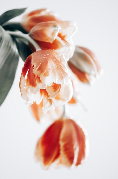 Tulip by Steffen Gierok