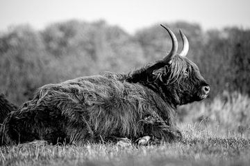 Schotse Hooglander zwart-wit van Yanuschka Fotografie | Noordwijk
