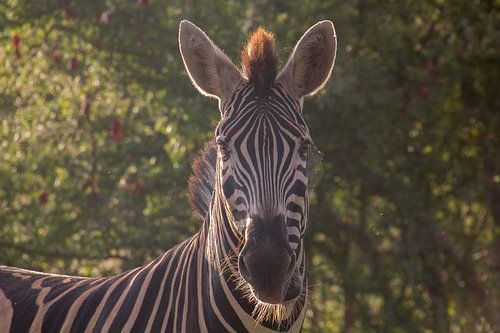Soleil matinal zébré avec une toile d'araignée