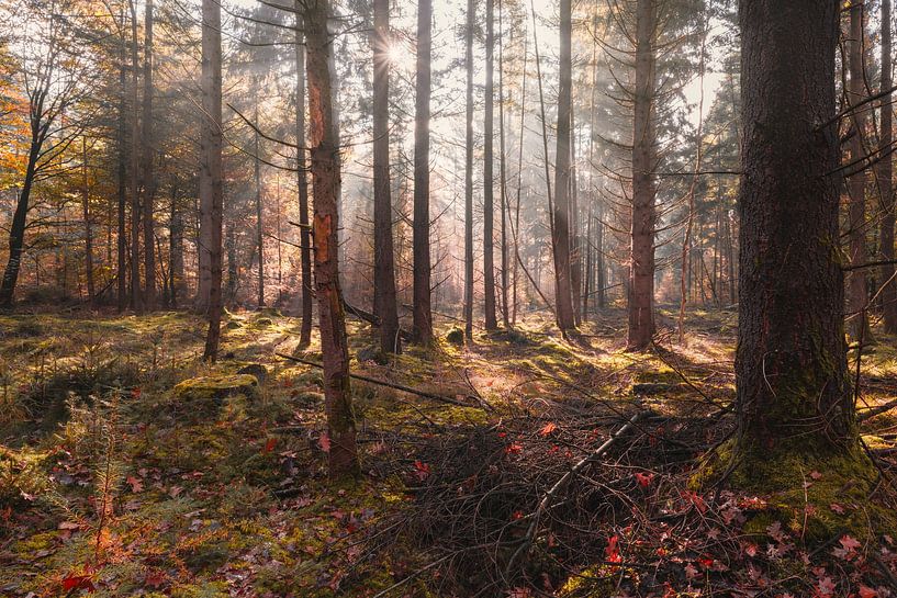 zonlicht in het herfstbos van eric van der eijk