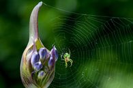 Kleine groene spin op Agapanthus bud van Joachim Küster thumbnail