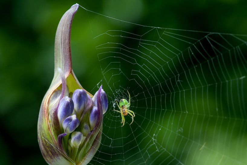 Kleine groene spin op Agapanthus bud van Joachim Küster