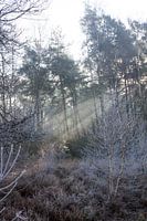 Sunrise on the heath in the Veluwe