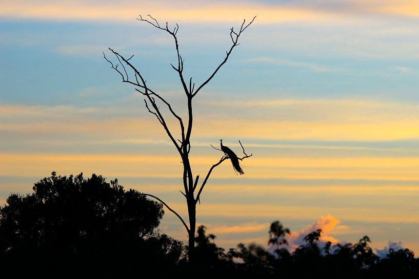 Pauw in avondrood von Harm Ormel