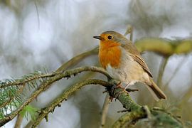 Rotkehlchen ( Erithacus rubecula ) in natürlicher Umgebung von wunderbare Erde
