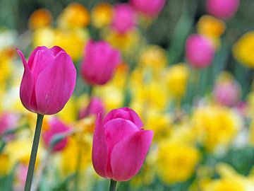 Roze tulpen als voorbode van de lente van Katrin May