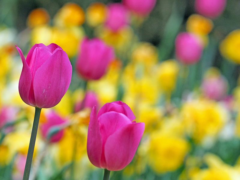 Pink tulips as heralds of spring by Katrin May
