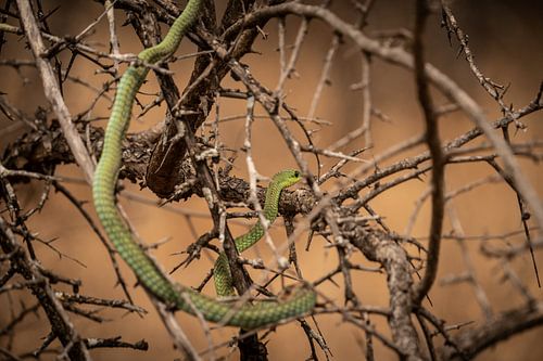 Niet zo gecamoufleerd