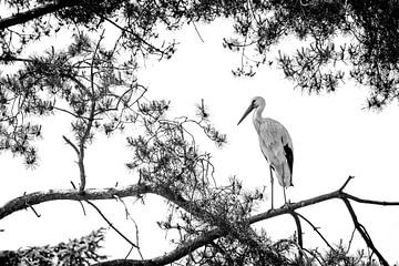 Photo en noir et blanc d'une cigogne sur Jack Tummers