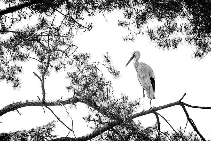 Black-and-white photo of stork by Jack Tummers