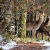 Biches traversant la forêt en hiver sur Saranda in t Veld Fotografie