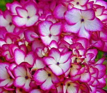 Hortensia in Roze van Caroline Lichthart