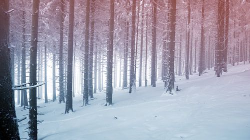 Winter landscape