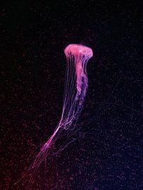 Sous la mer