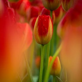 kleurrijke tulp midden in een veld van Jovas Fotografie