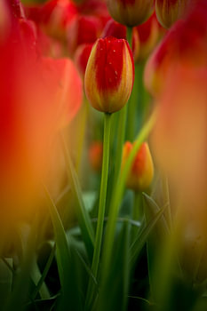 kleurrijke tulp midden in een veld