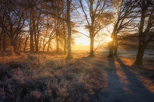 Warm ochtendlicht van de zonsopkomst verlicht het winter landschap op het Nationaal park Dwingelderv