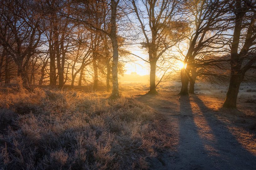 Warm ochtendlicht van de zonsopkomst verlicht het winter landschap op het Nationaal park Dwingelderv van Bas Meelker