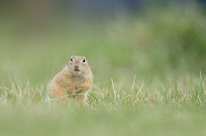 Gopher van Vienna Wildlife