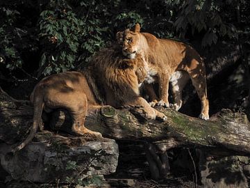 Lion Panthera leo by Loek Lobel