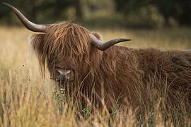 Schottische Highlander im Moor bei Sonnenuntergang - Drents-Friese Wold