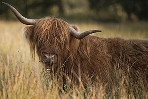 Schottische Highlander im Moor bei Sonnenuntergang - Drents-Friese Wold