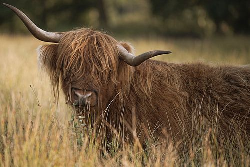 Schotse hooglander op de heide bij zonsondergang – Drents-Friese Wold