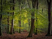 Het Speulderbos