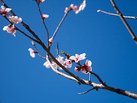 Roze bloesem tegen strak blauwe lucht (pink blossom) van Evy Bakker