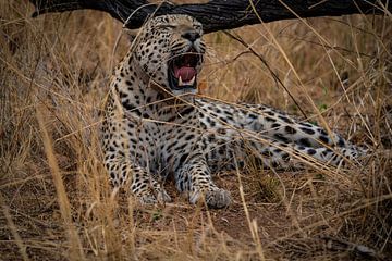 Luipaard in de woestijn van Namibië, Afrika van Patrick Groß