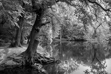Mangrovebos aan het Niddameer van Flatfield