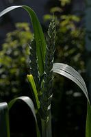 the rye