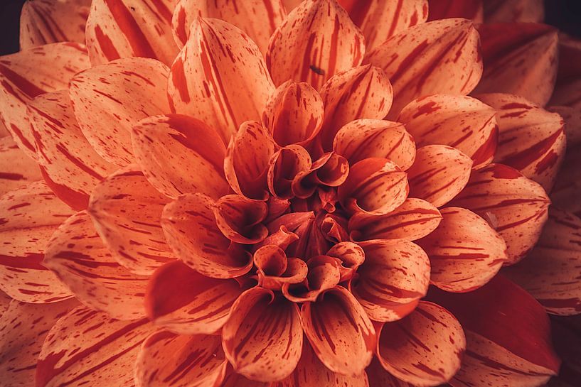 Oranje dahlia vol in beeld van Stedom Fotografie