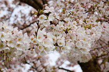 Cerisier japonais en fleur Sakura