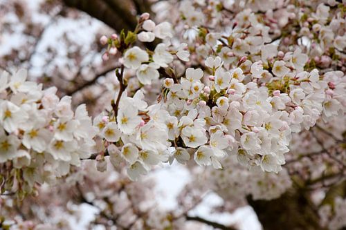 Japanse kersenbloesem Sakura