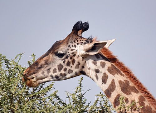 Gros plan d'une girafe qui mange les feuilles de l'acacia