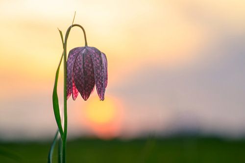 Kievitsbloem close-up in een weiland tijdens zonsondergang