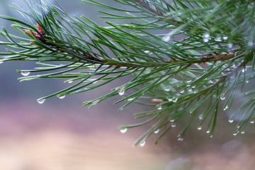 Tannenzweig in Knospe mit Regentropfen Makrofotografie von wil spijker