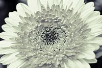 Dahlia Schwarz und Weiß