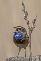 Bluethroat