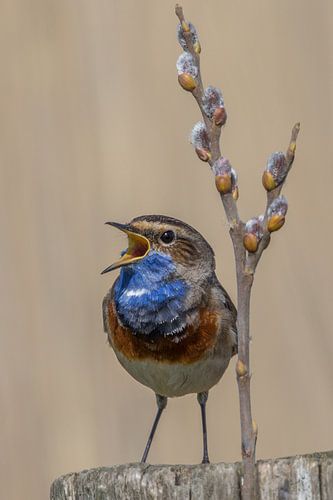 Bluethroat