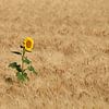 Eenzame zonnebloem in het het tarweveld van Ad Jekel