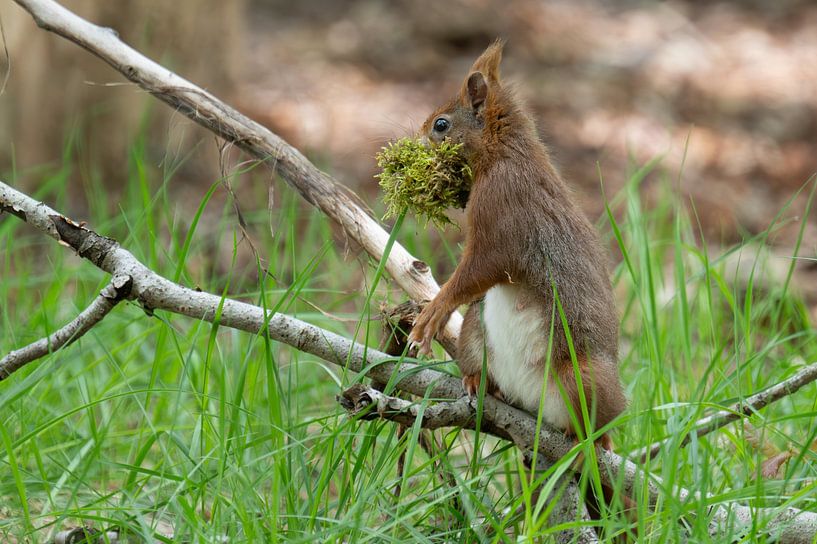 Eichhörnchen sammelt fleißig Nistmaterial von Peter Bartelings