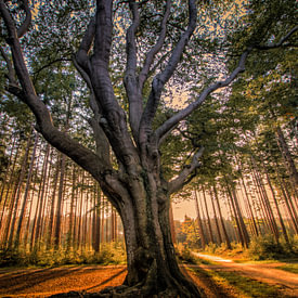 Arnold Loorbach Photography Profilfoto