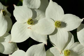 In het voorjaar bloeit de boom met witte bloemen van Cornus kousa