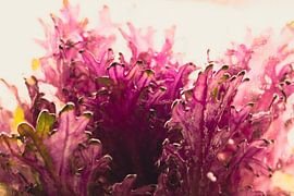 Ornamental cabbage in ice 1 by Marc Heiligenstein